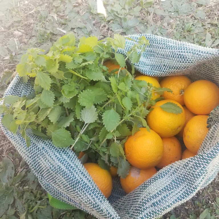 Harvest