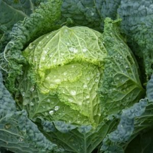 Cabbage