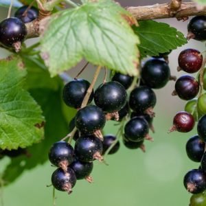 Currants