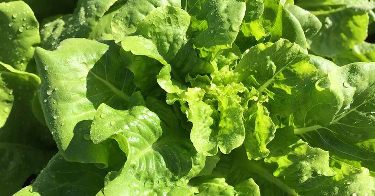 5 Minute Freewrite - Sacrifice The Lettuce