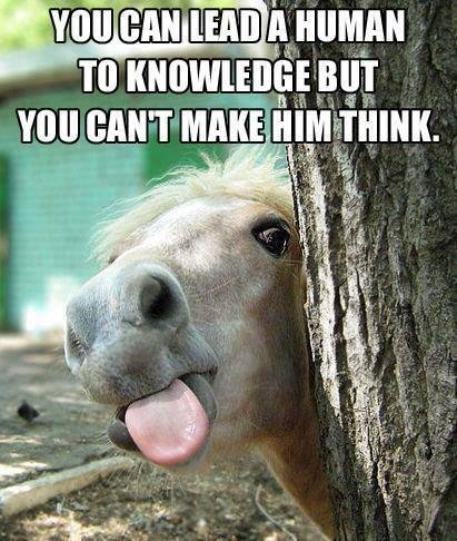 horse drink water knowledge think.jpg