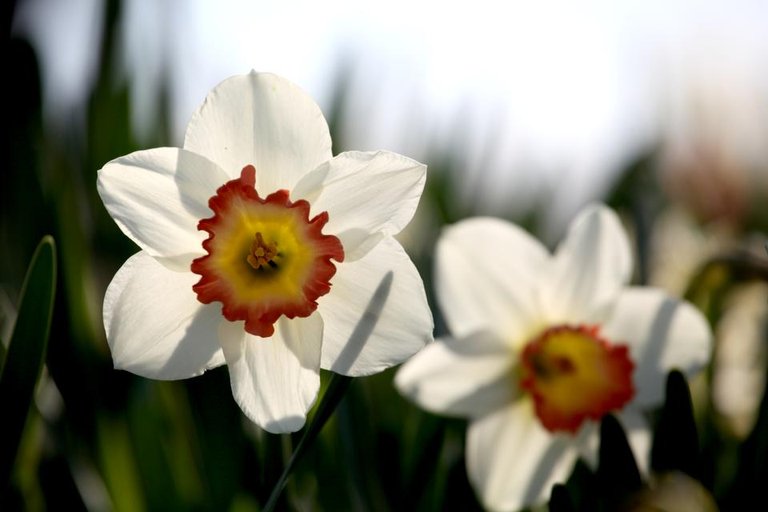 Daffodil2.jpg