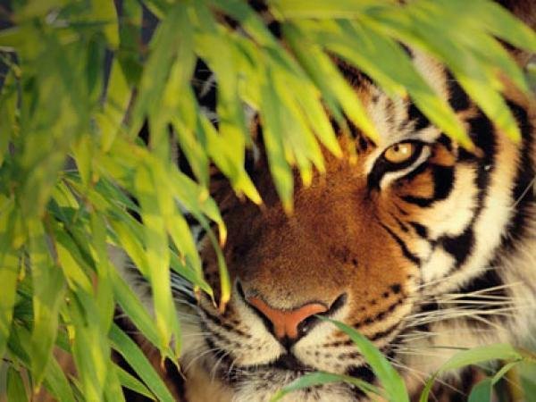 bengal-tiger-sundarbans.jpg