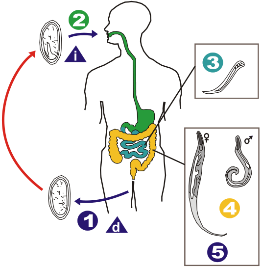 535px-Enterobius_vermicularis_LifeCycle_B.svg.png