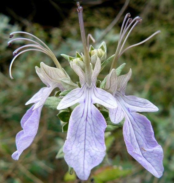 Teucrium frutican flower.jpg