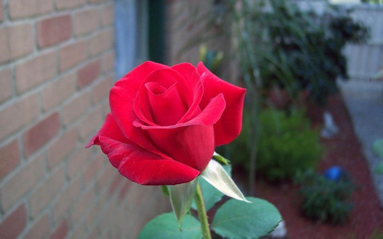 00144_rose_2560x1600 - Copy (2).jpg