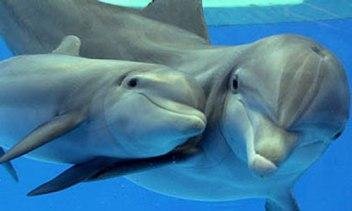 baby-dolphin-pictures-9.jpg