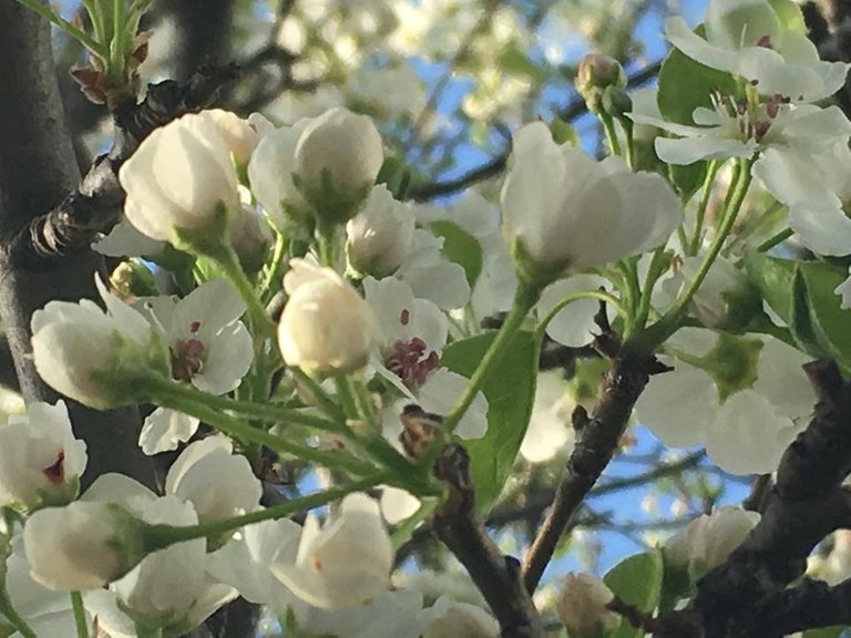Flowering Pear Follow up 1 May 8 2018.JPG