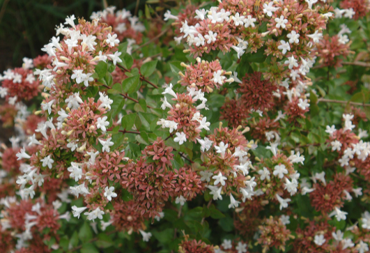 Abelia-x-Rose-Creek.png