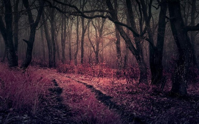 Nature___Forest_Pink_grass_in_a_thicket_gloomy_forests_110228_.jpg