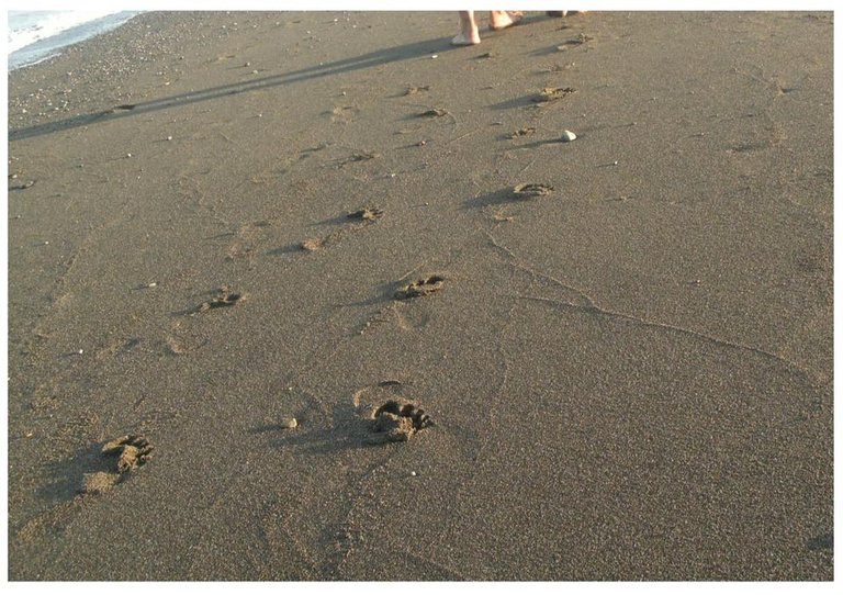 footprints.jpg