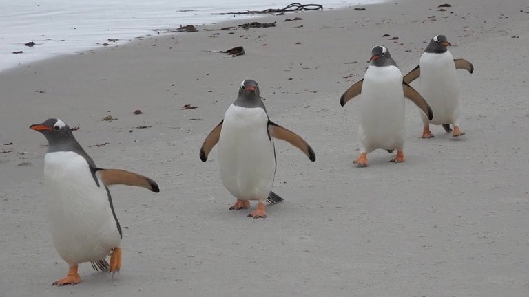 Penguins at the Beach Running, Jumping, and Playing in the Water!.jpg