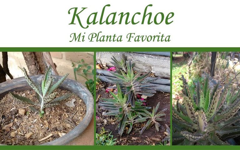 kalanchoe mi planta favorita.jpg