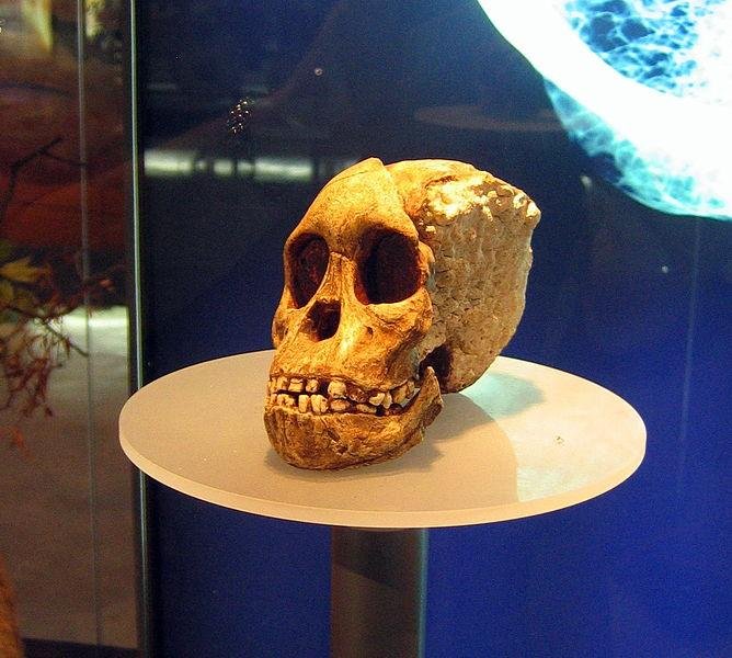 668px-Sterkfontein_Taung_child.jpg