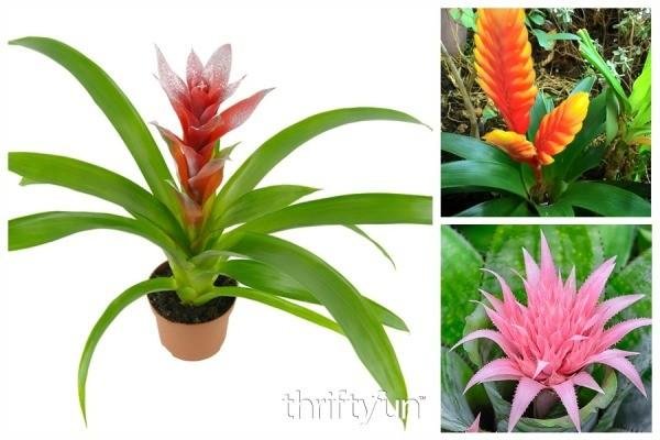 growing_bromeliads_fb_l2.jpg