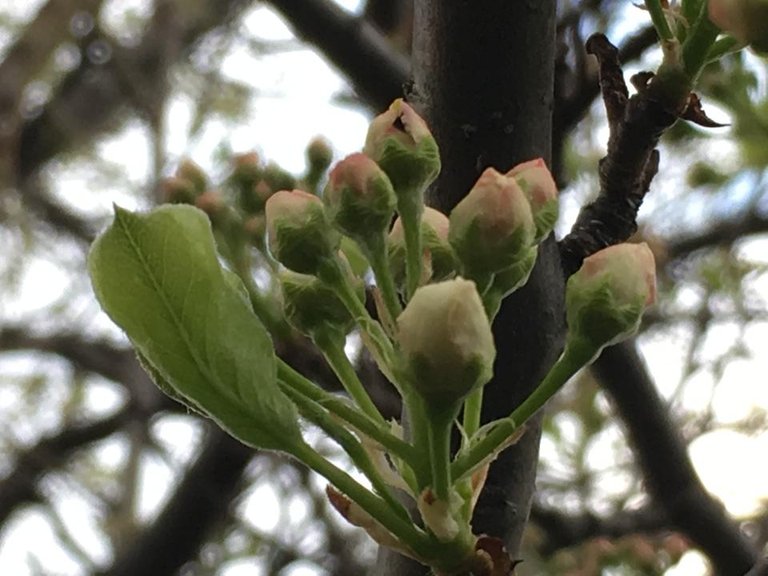 Flowerig Pear.JPG