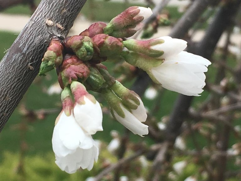 Cherry Leaves and Blossoms Buds Follow up.JPG