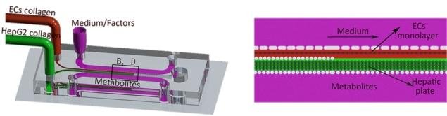 Liver-model-635x166.jpg