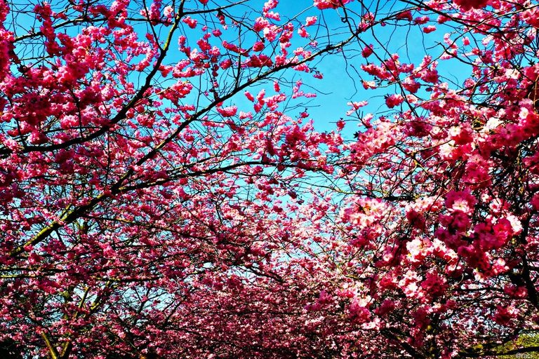 batch_Cherrymix with blue sky.jpg