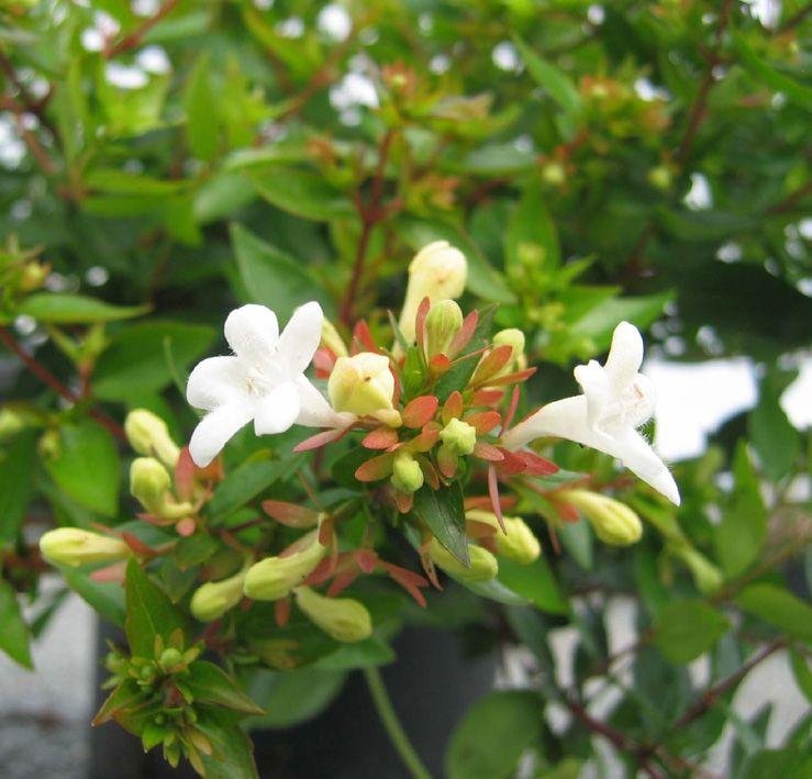 2532-abelia-x-grandiflora-snowdrift.jpg