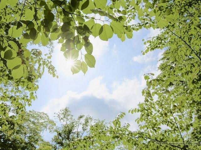 peaceful-grassland-trees-and-sky-photos---frame-of-green-leaves-sunshine-through-green-leaves-47487.jpg