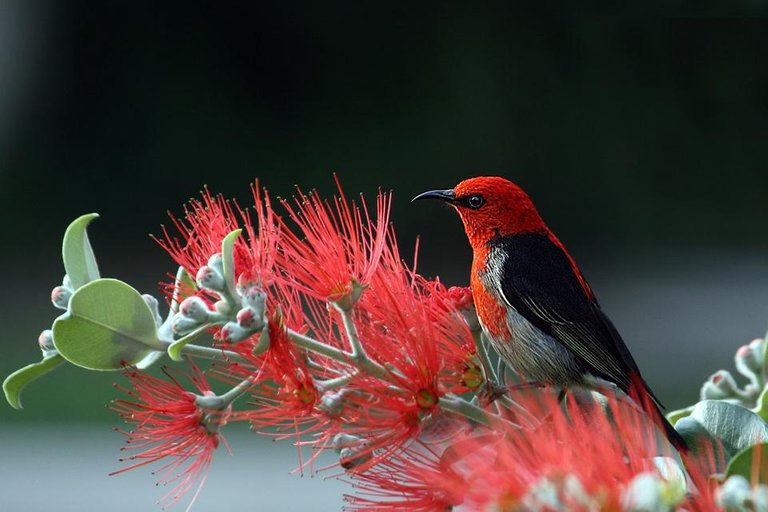 animal-bird-feathers-36762.jpg