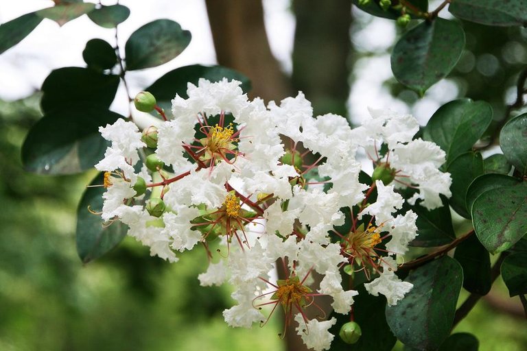 crape-myrtle-trees-1599777_1920.jpg