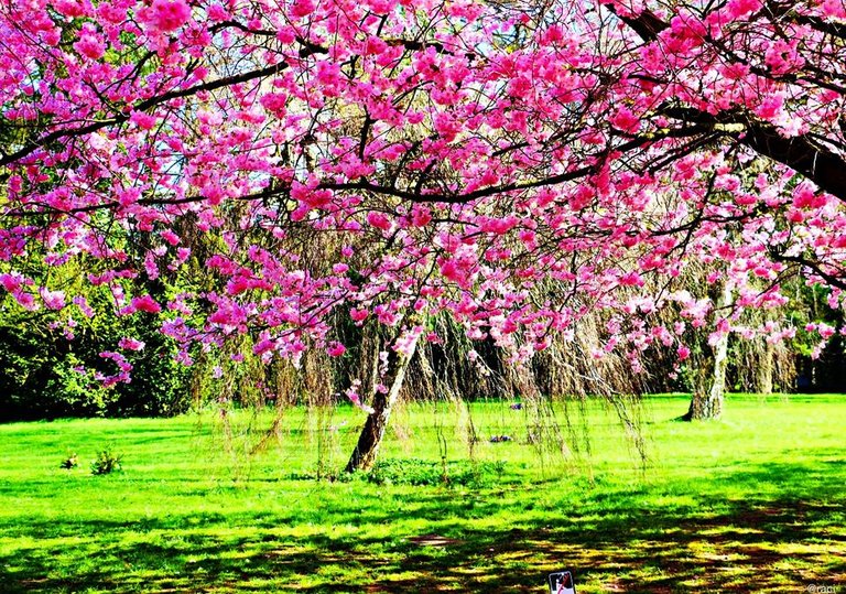 batch_Cherrytree und Trauerweide.jpg