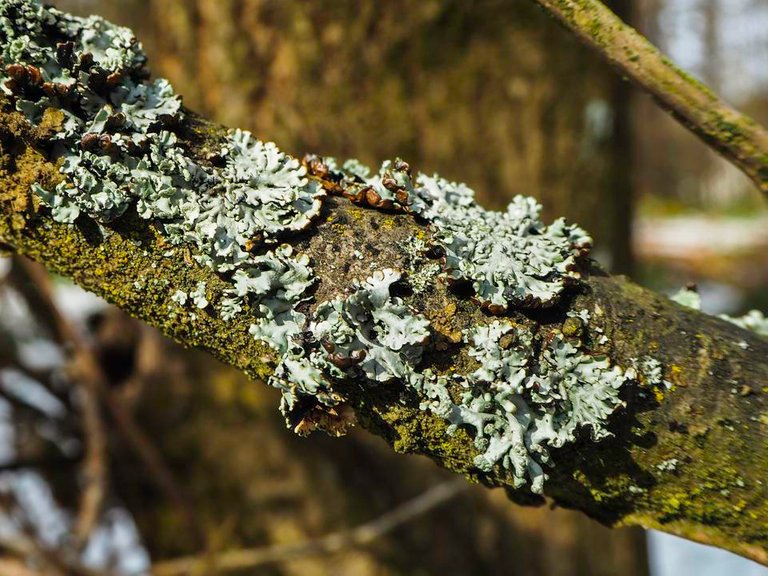 macrophotography lichens 3.jpg