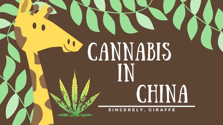 Marijuana cultivation The germination.jpg