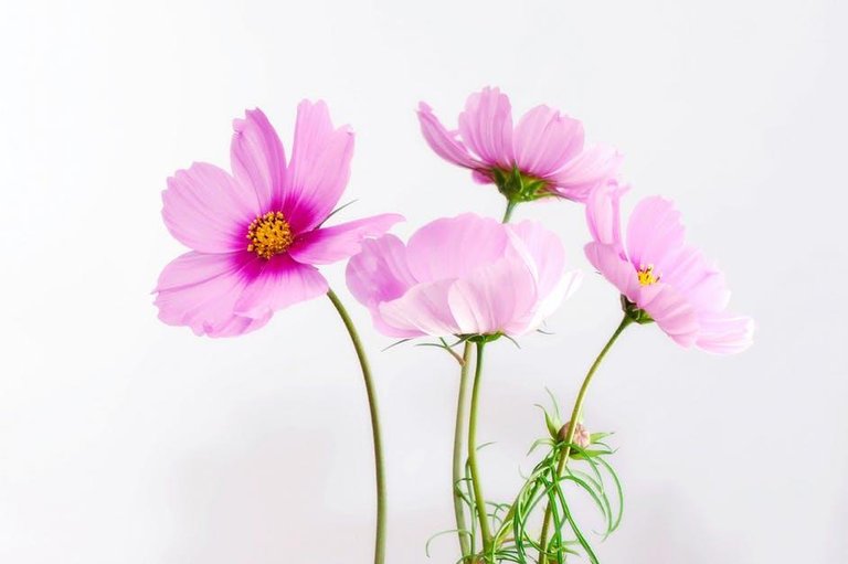 cosmea-flower-blossom-bloom-40722.jpg