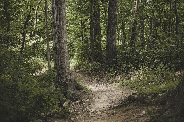 a forest path