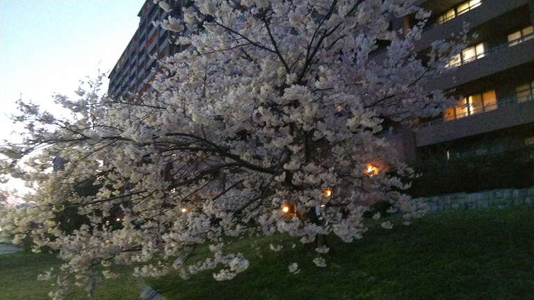 夜桜032807.png