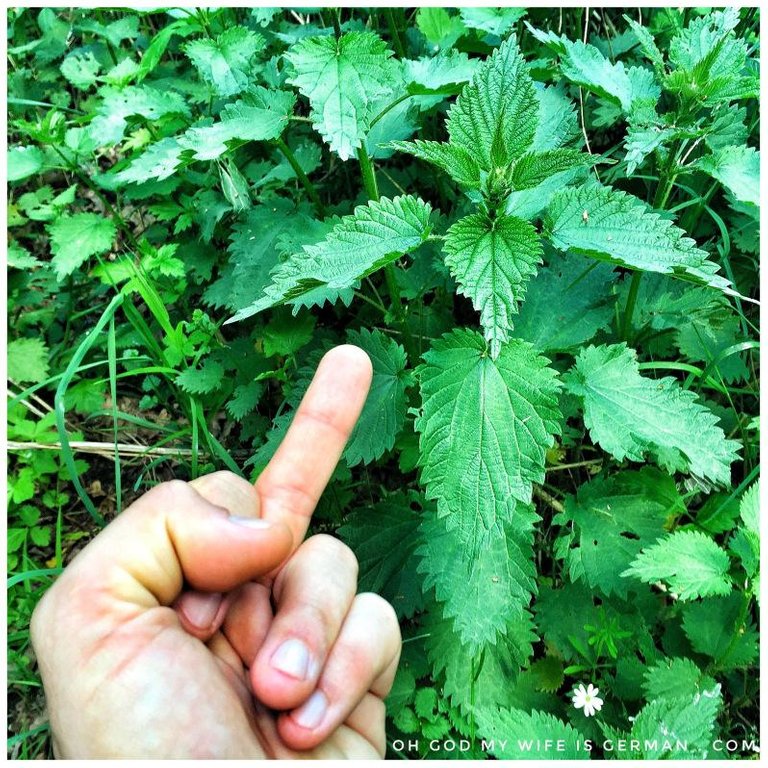 german-die-brennnessel-stinging-nettle-in-germany.jpg