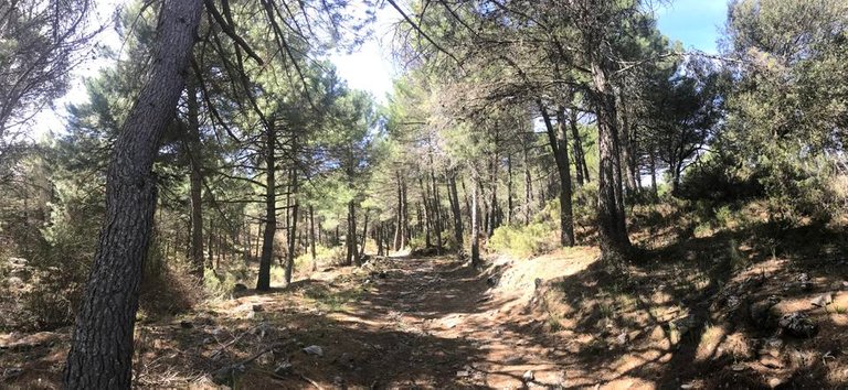 La-Maroma-Bergtour-Bergwandertour-Waldweg.jpg