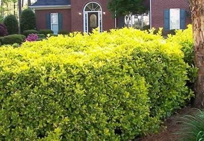 euonymus-golden-400.jpg