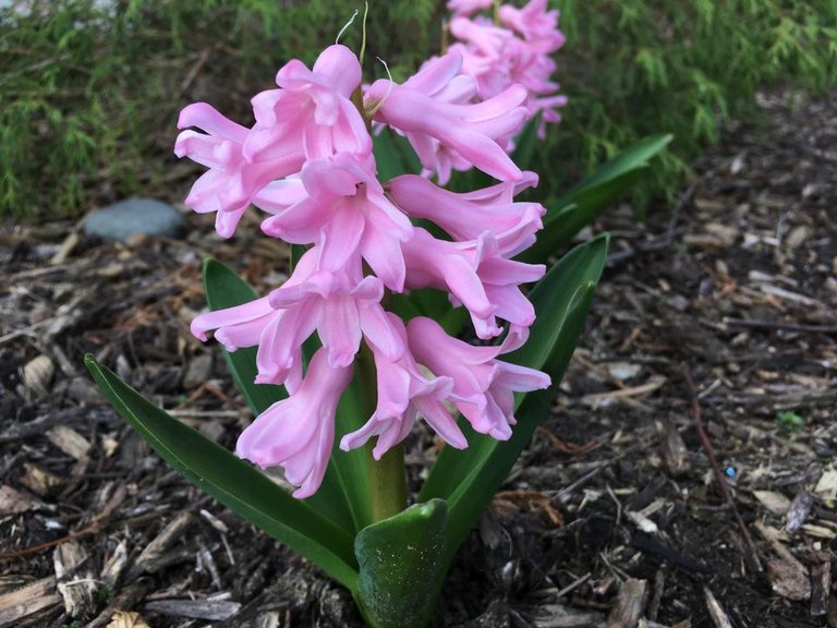 Hyacinth Follow up 2.JPG