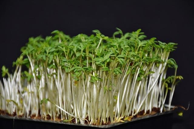 garden-cress-3311846_640.jpg