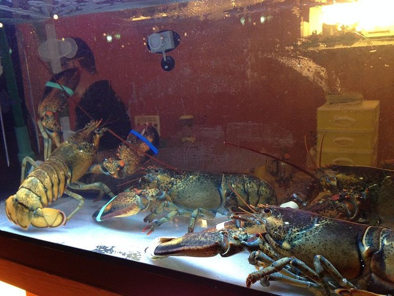 Lobsters_in_a_tank,_Standing_Sushi_Bar,_Singapore_-_20150310.jpg