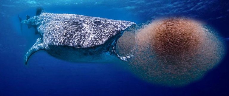 Whale-eating-krill.jpg