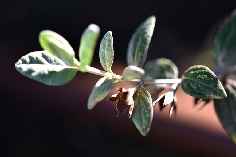 Teucrium frutican seedpod drystuff 1.jpg