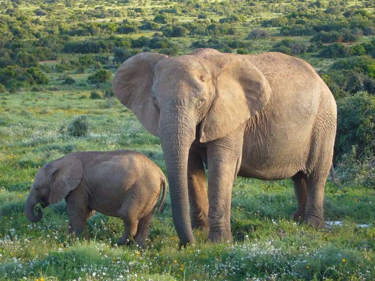 African elephants