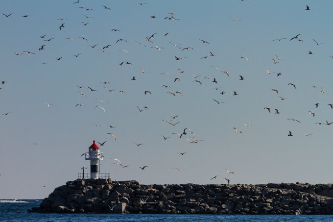 I’d seen the gulls scanning the waters before but not in those great numbers. 200 mm | F/10 | 1/600 | ISO 100