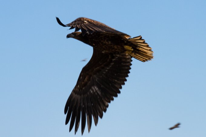 Large white-tailed sea eagles join the party.