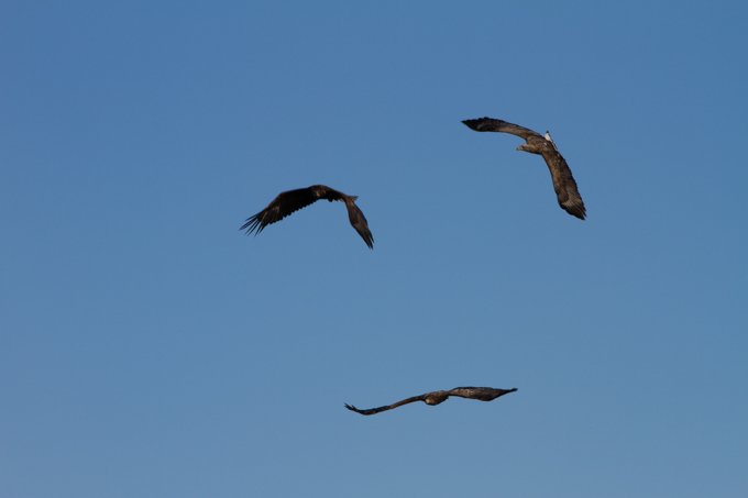 These three got into a fight after one had caught a fish.