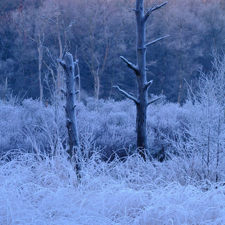 Aangevroren mist op bomen en planten door landschapsfotograaf Harmen Piekema