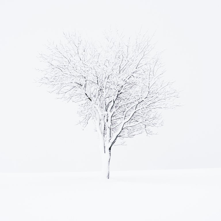 Minimalistische foto van boom in sneeuw door landschapsfotograaf Harmen Piekema