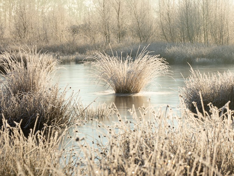 A small area where the soil consists of peat. Is is strange and really stunning! Especially in winter!