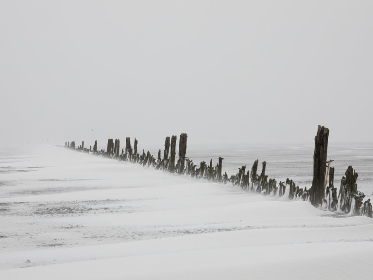 These poles were used to construct dams, to win land from the sea. This image is taken during a blizzard.