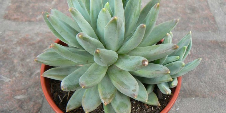 Pachyveria 'Bea' Succulent Type - The little silver beauty - Help in Plants